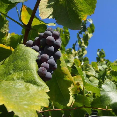 Villa Casa Foz Do Corgo - Private Pool, Gardens&river Access Peso da Régua