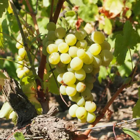 Casa Foz Do Corgo - Private Pool, Gardens&river Access *