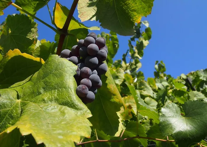 Villa Casa Foz Do Corgo - Private Pool, Gardens And River Access Peso da Régua