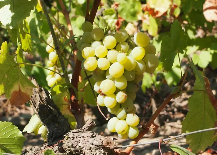 Casa Foz Do Corgo - Private Pool, Gardens And River Access *